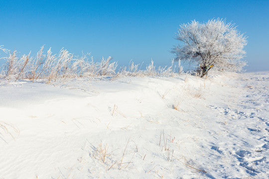 冬季草原雪原一棵树雾凇