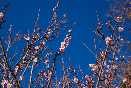 梅花枝