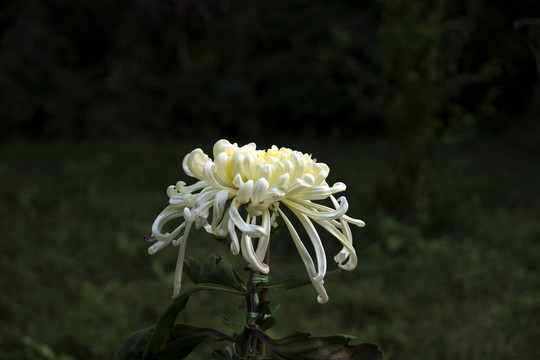 美丽秋菊