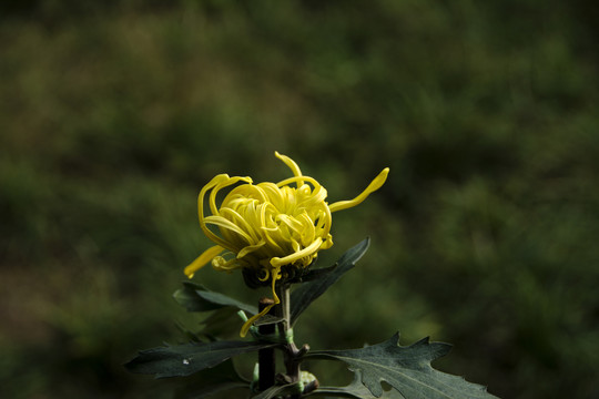 黄色秋菊