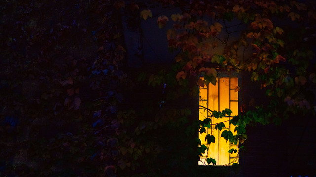 秋天黎明窗口灯光下的藤叶