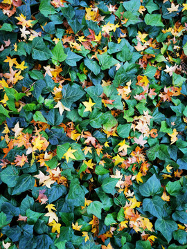 秋天黄叶落叶背景素材