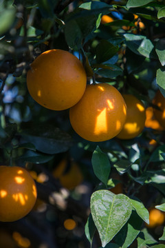 阳光下的新鲜橙子