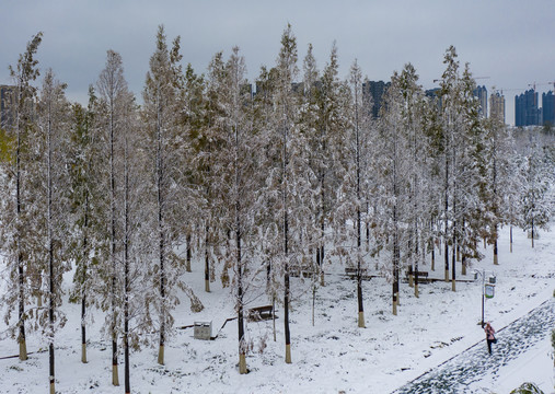 植物园雪景