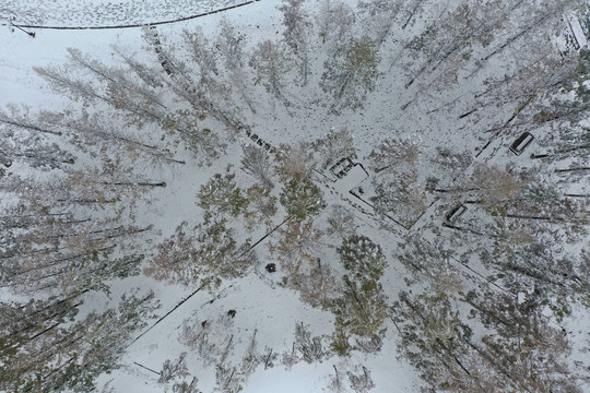 植物园雪景
