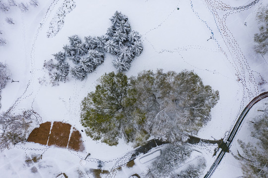 植物园雪景