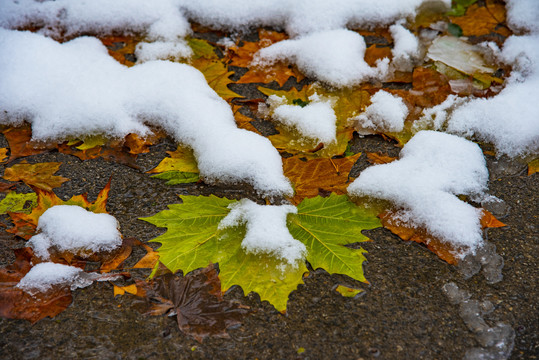 雪中黄叶