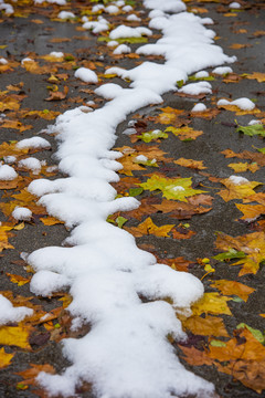 雪中黄叶