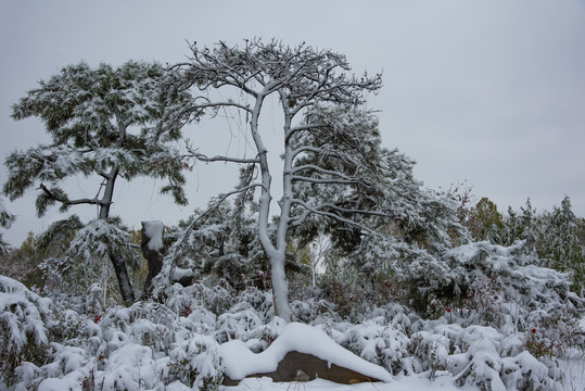 雪松