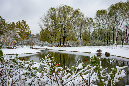 植物园雪景