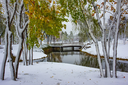 植物园雪景