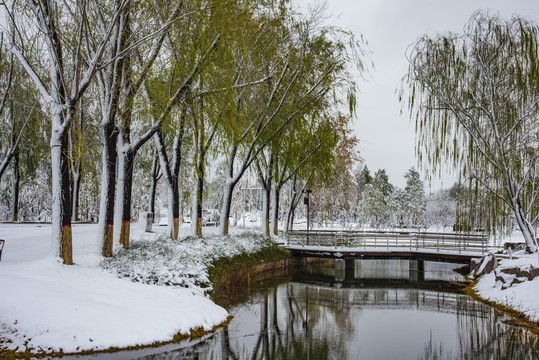 植物园雪景