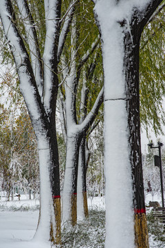 植物园雪景