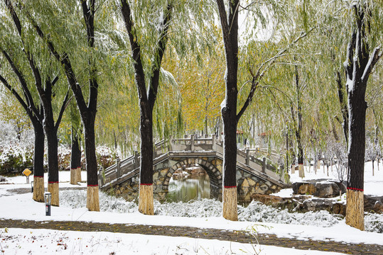 植物园雪景