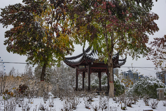 植物园雪景