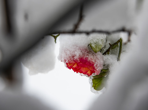 雪中花