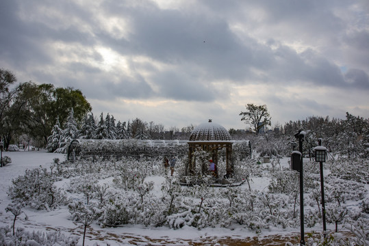 植物园雪景