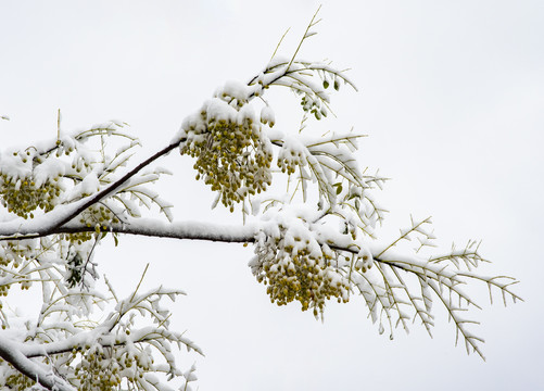 雪压枝头