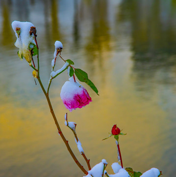 雪中花