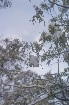 雪槐