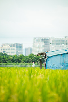 稻田里中的小屋