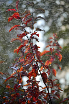 红叶秋雨