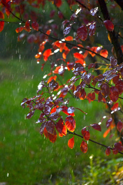 红叶秋雨