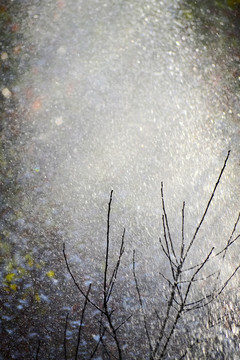 枯枝秋雨