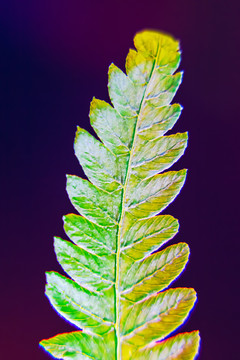 被紫外线照射的蕨类植物叶子