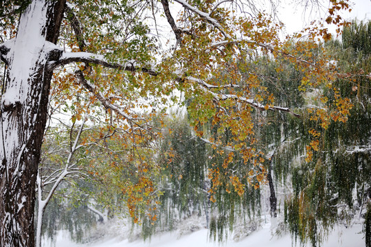 雪中风景