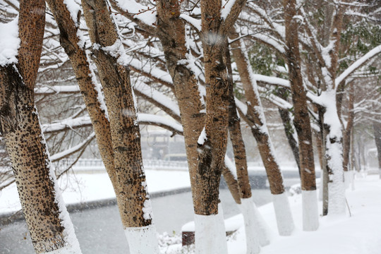 雪中风景