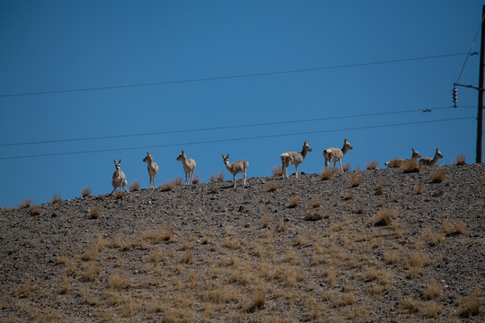 阿里自然保护区藏羚羊