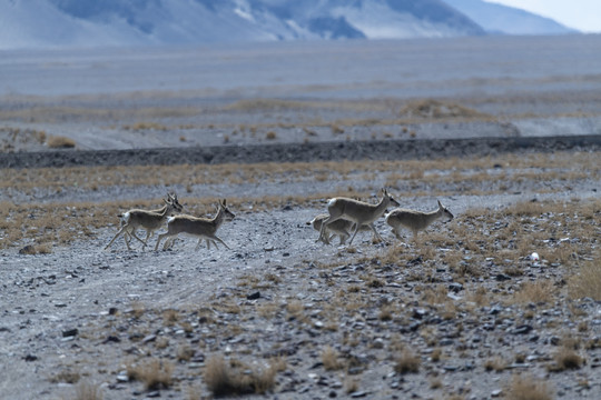 阿里保护区藏羚羊