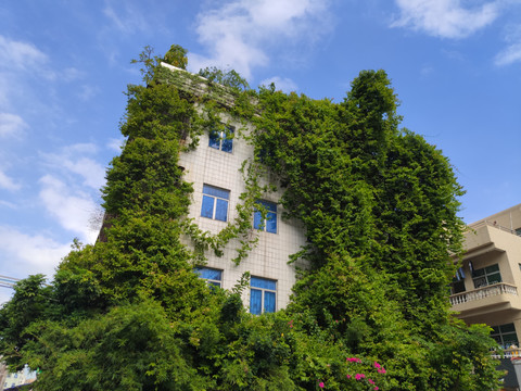 爬满绿植藤蔓的房子住宅房屋墙
