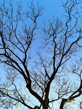 大树树枝蓝色天空