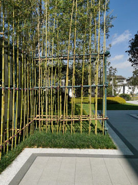 景观绿化竹子