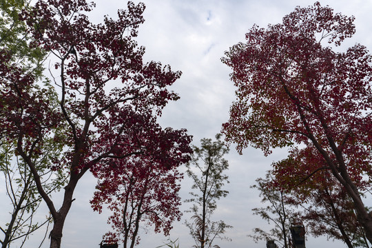 秋天的木梓树
