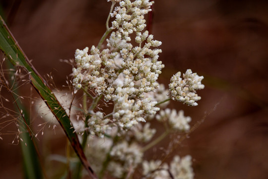 野棉花