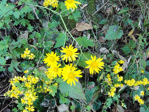 野菊花