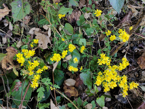 小菊花