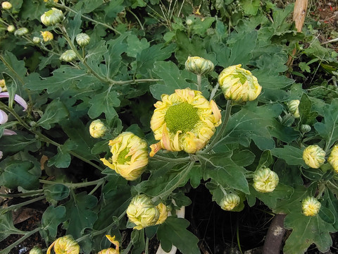菊花