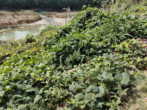 野葛根