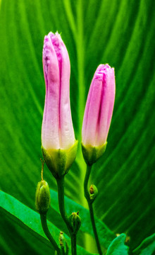 牵牛花