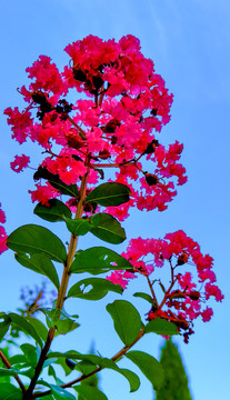 紫薇花