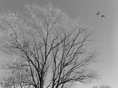 黑白树木
