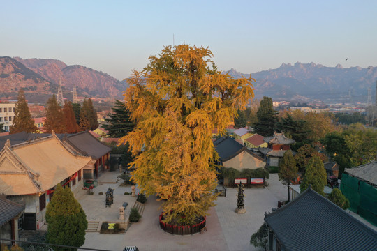 青岛城阳法海寺银杏树秋景