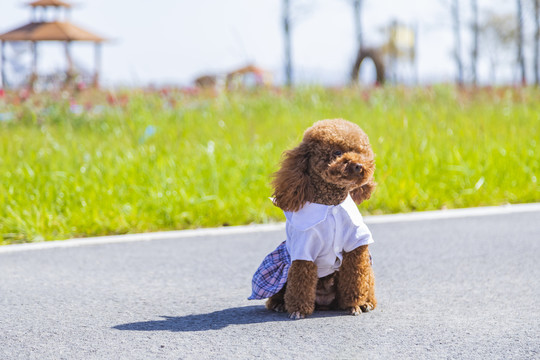 户外玩耍的泰迪犬