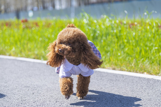 户外玩耍的泰迪犬