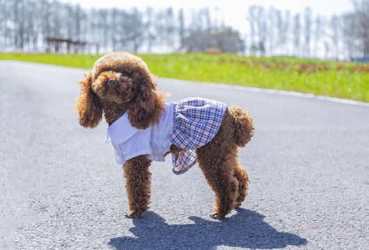 户外玩耍的泰迪犬