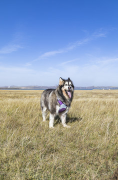 野外玩耍的阿拉斯加犬